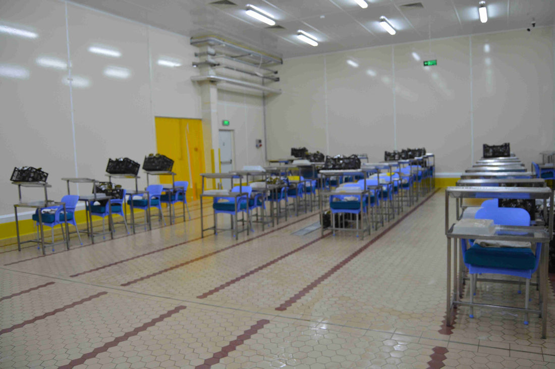 Antiasit Karo 100×200 Bordo